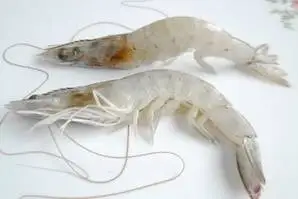 Hot Selling Frozen Vannamei Shrimp For Export