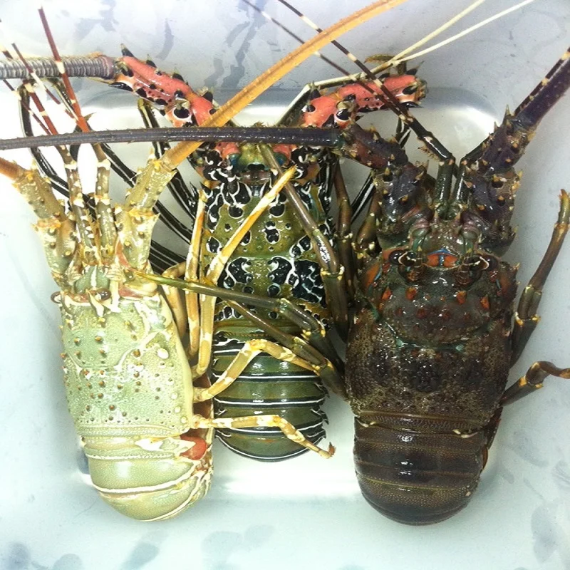 Лобстеры Pasir (panulirus homarus)