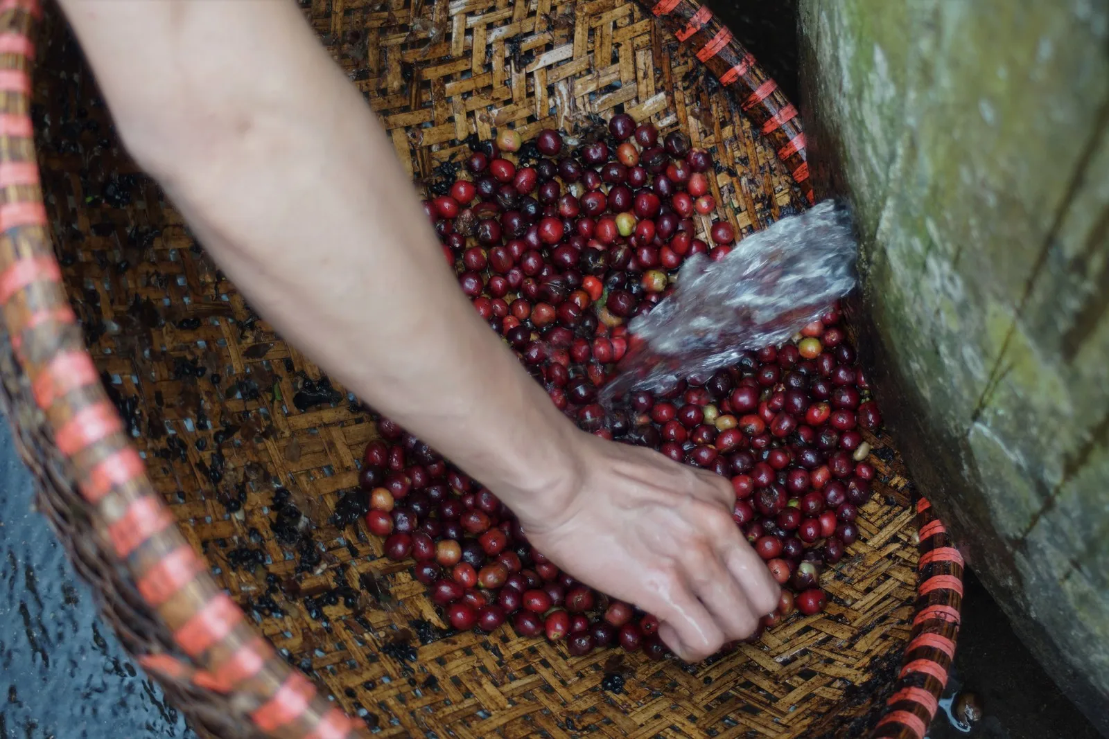 Новый сезон 2021 высококачественные вьетнамские кофейные зерна Robusta Culi S18