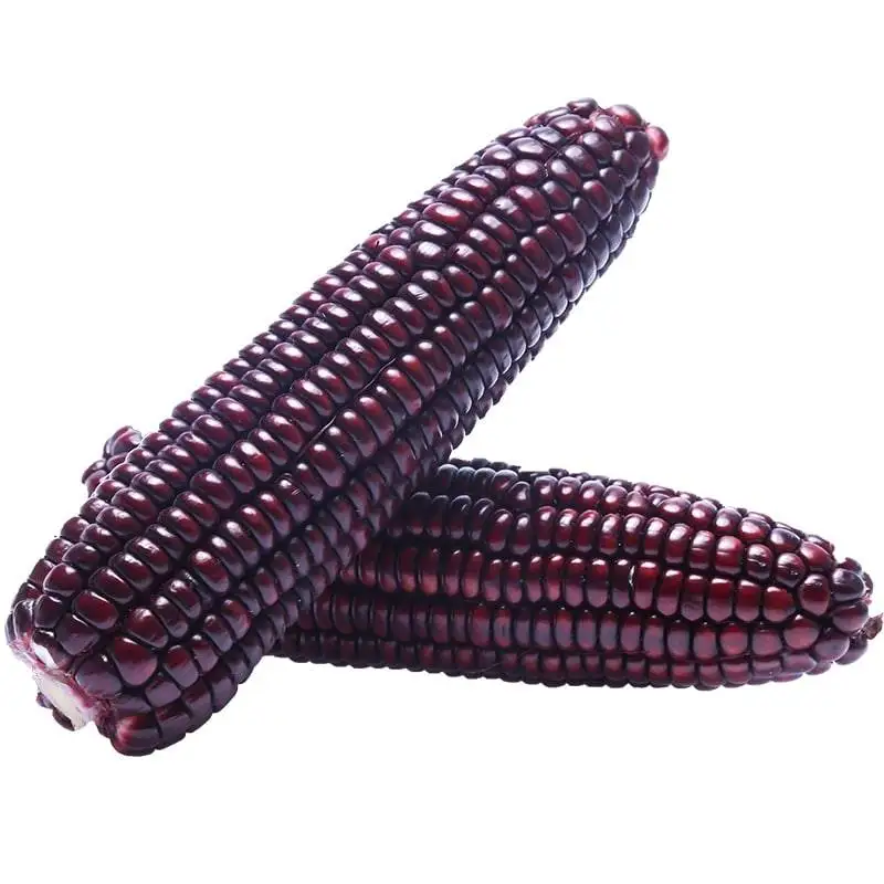 
AD Fresh Fresh Corn Freshcorn Production Of Fresh Yellow Corn Sweet Corn Yellow Purple Gem Maize Wholesale 