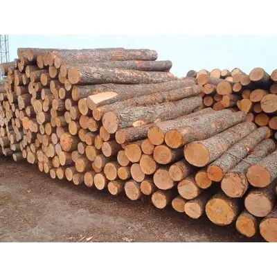 Spruce/white oak wood