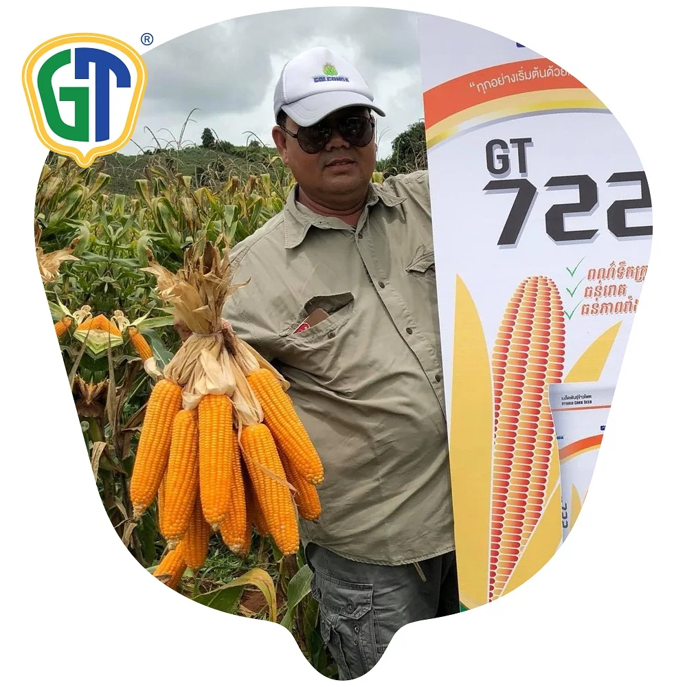 GT722 Very High Yield High Shelling Percentage F1 Hybrid Corn Seeds/Maize Seeds With Phytosanitary Certification From Thailand