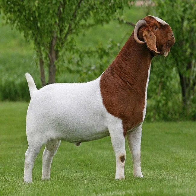 
Pure breed Boer Goats 