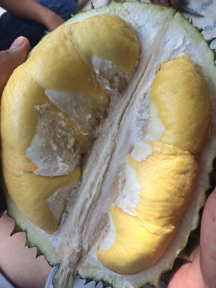 Вьетнам свежий/замороженный дуриан высокое качество M.S LANI WHATSAPP + 8 4969331308