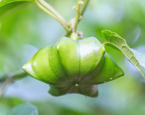  Специальный Вкусный орех SACHA INCHI NUT/вьетнамский - Ms Elaine + 84 375 431 541(WhatsApp)