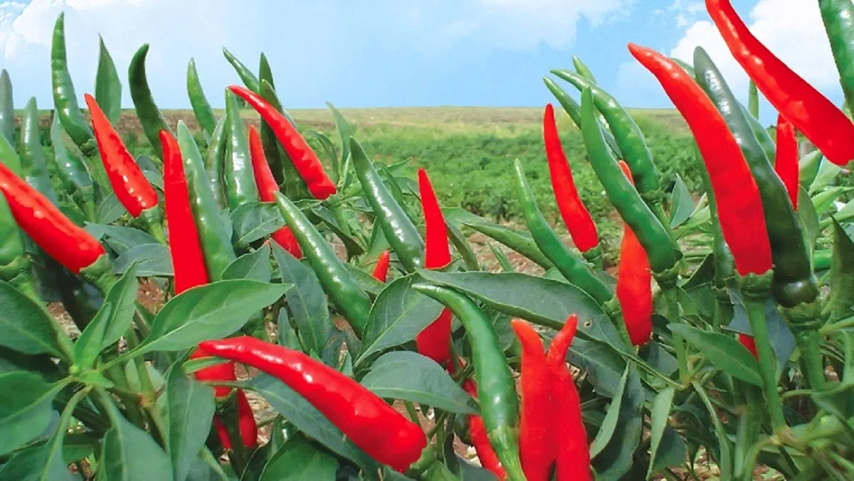 Spicy Celestial chili - 100% Natural Celestial chili made in Viet Nam Export Spicy Wholesale 2021 Newest crop