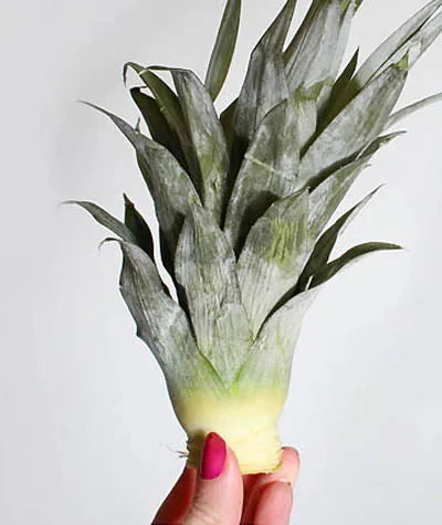 
Рассада ананаса Md2 из Вьетнама-Whatsapp: + 84-845-639-639 