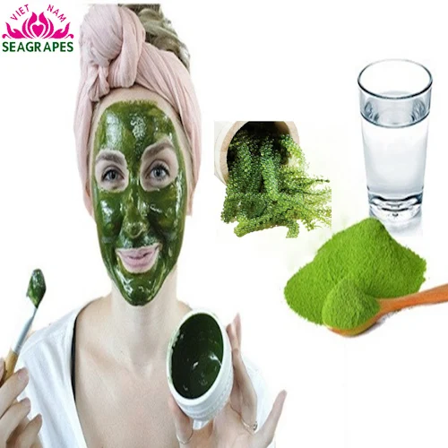 Best Selling 500G Weight Cool Places Storage Longevity Sea Grapes Powder  For Food And Beauty