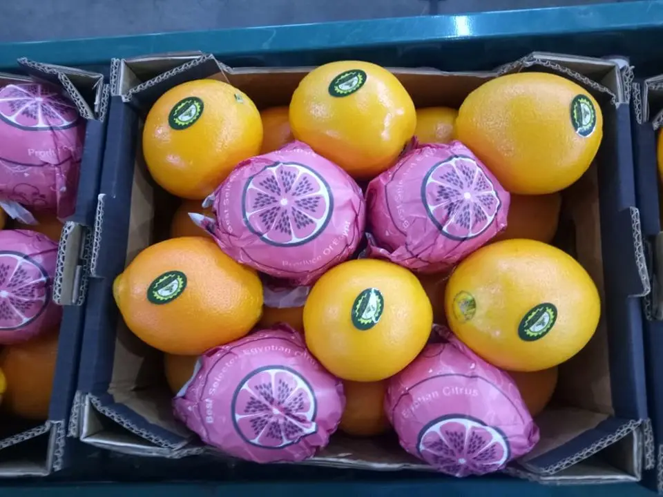 Fresh orange fruit price