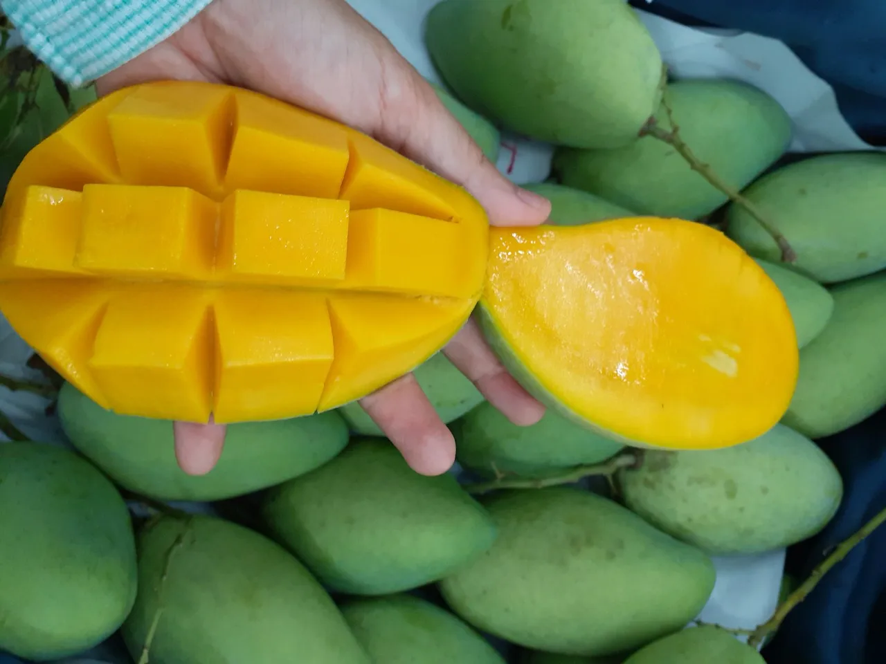 Super Delicious Organic Natural Mild Sweet Green Yellow Tropical Ripe Cat Hoa Loc Mango Fruit exported from Vietnam