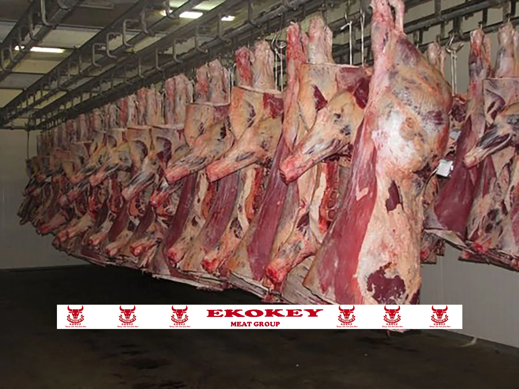ORGANIC FRESH FROZEN BEEF CARCASS MEAT FROZEN PROCESSING HIGH QUALITY BEEF CARCASS MEAT ORIGIN MONTENEGRO