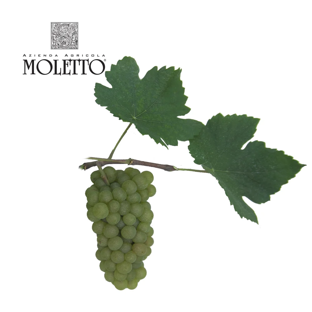 
Pinot Bianco White Still Wine From Italy Veneto District Produced From Pinot Bianco Grapes 