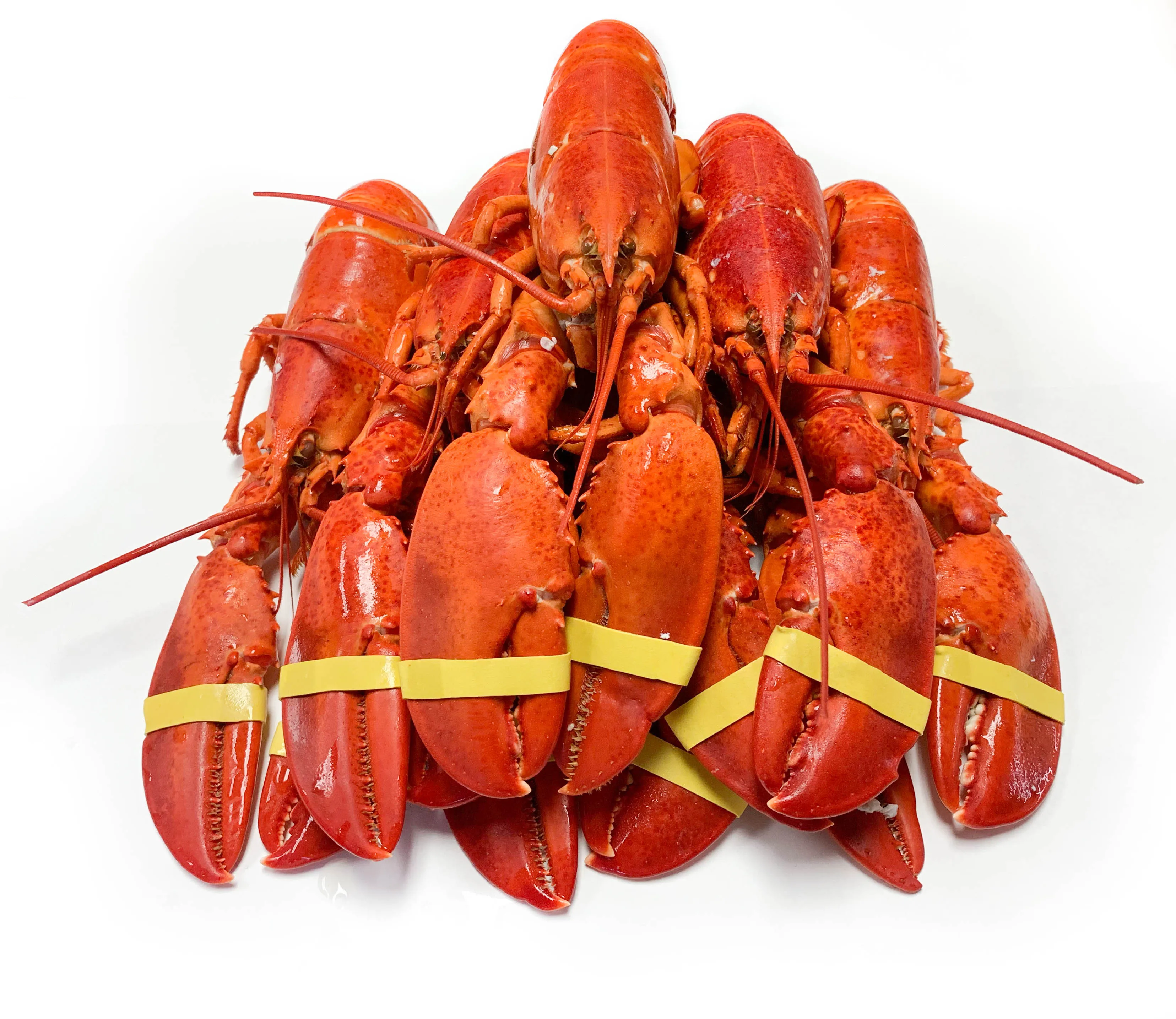 Wholesale Seafood Supplier Lobsters For Sale In Cheap Price