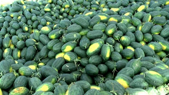 Свежие арбузы, выросшие во Вьетнаме, очень свежие, сладкие и энергетические каждый день