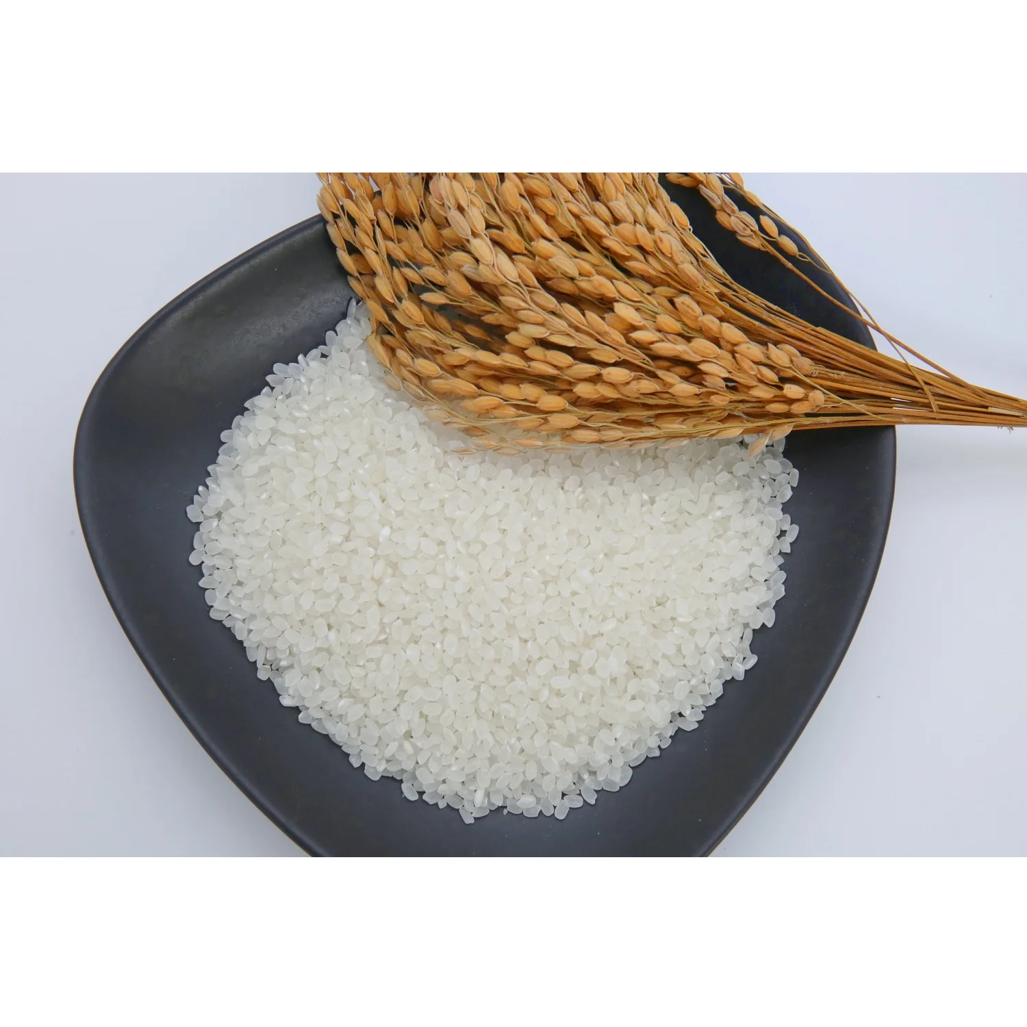 Well milled 24 Months Current Year JAPONICA RICE (SHORT-GRAIN) White Rice From Viet Nam