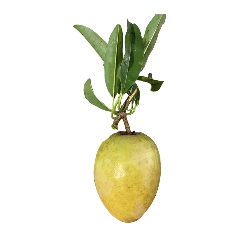 Новые и свежие фрукты Sapodilla/Sapota высокого качества натуральный сладкий готовый к отправке из