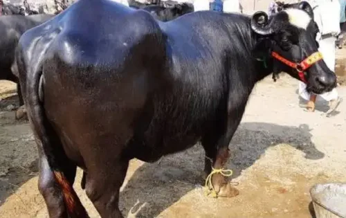 Nili-Ravi cows oxes bulls livestock cattle