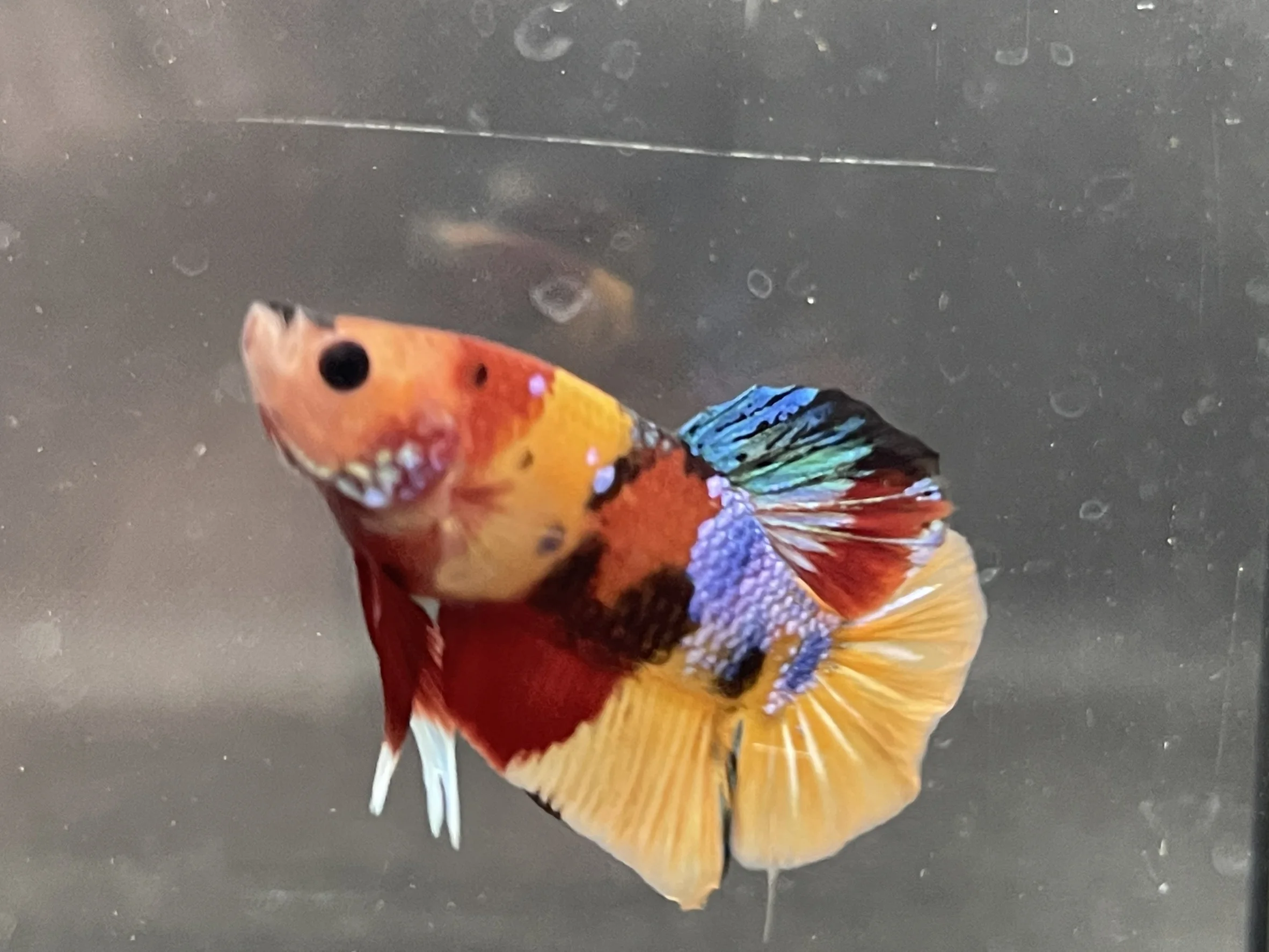 HMPK YELLOW NEMO BETTA FISH - Multicolor Thailand Betta Fish Premium Quality Plakat Siamese Fighting Fish Ornamental Aquariums