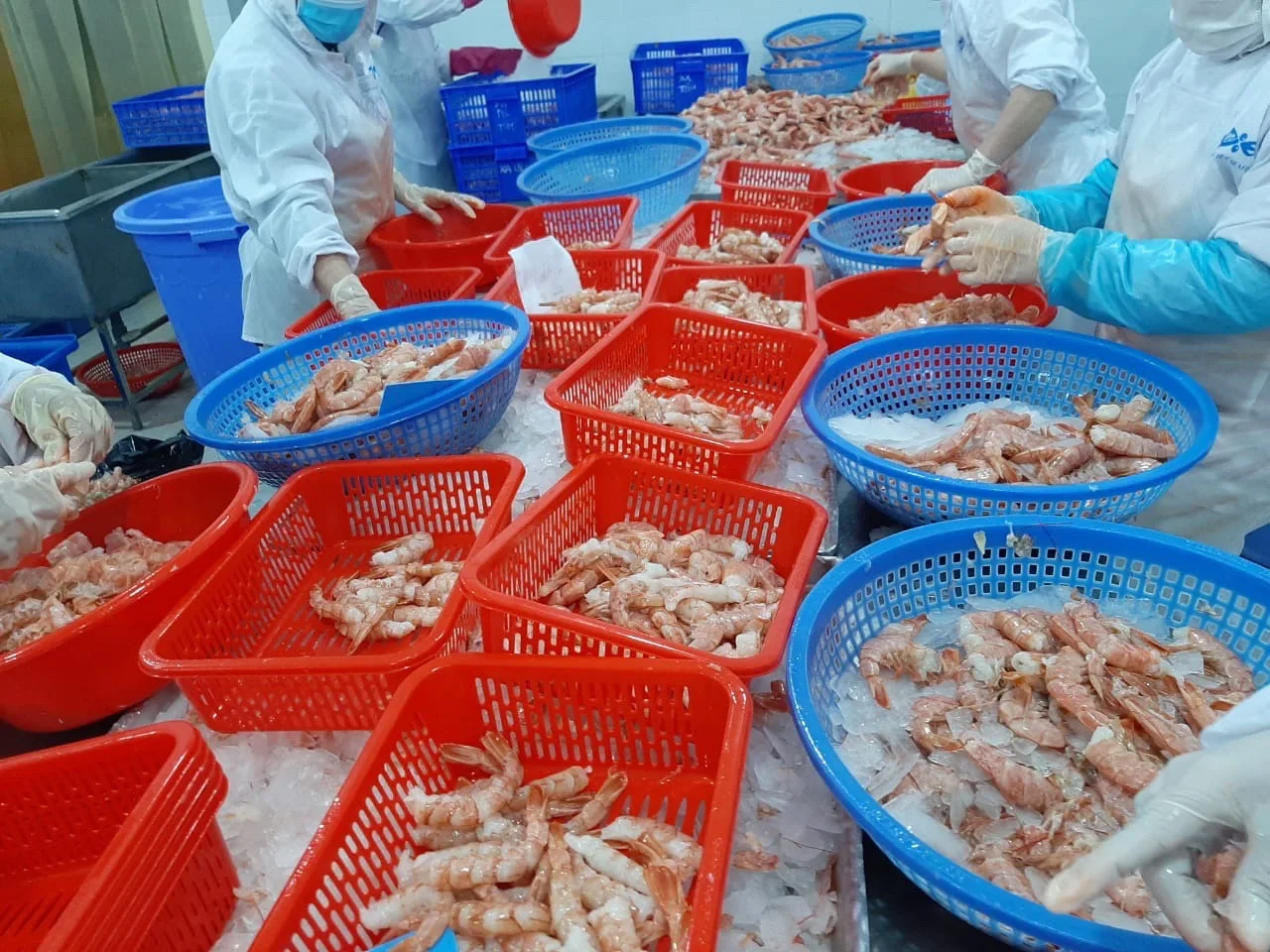 
Wholesale Frozen Anchovy / RIVER ANCHOVY Corica Soborna With High Quality From Vietnam 