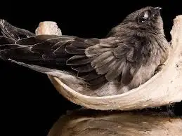 (Mr Nam Bu) - Vietnam Supplier Natural Dry Bird Nest High Quality Best Price - Bird Nest Help Increase Youthfulness, Beauty