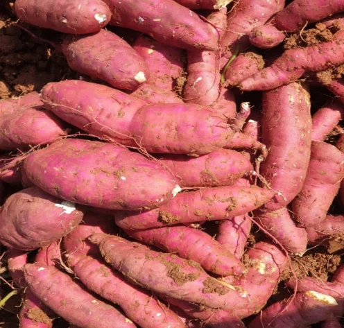  Экспорт продукции // японский сладкий картофель мед из Вьетнама для оптовой продажи только $1/ Ms Sofia + 84 789946878