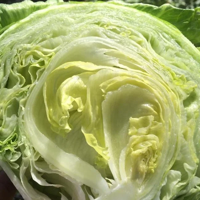 Fresh Ice Berg Lettuce