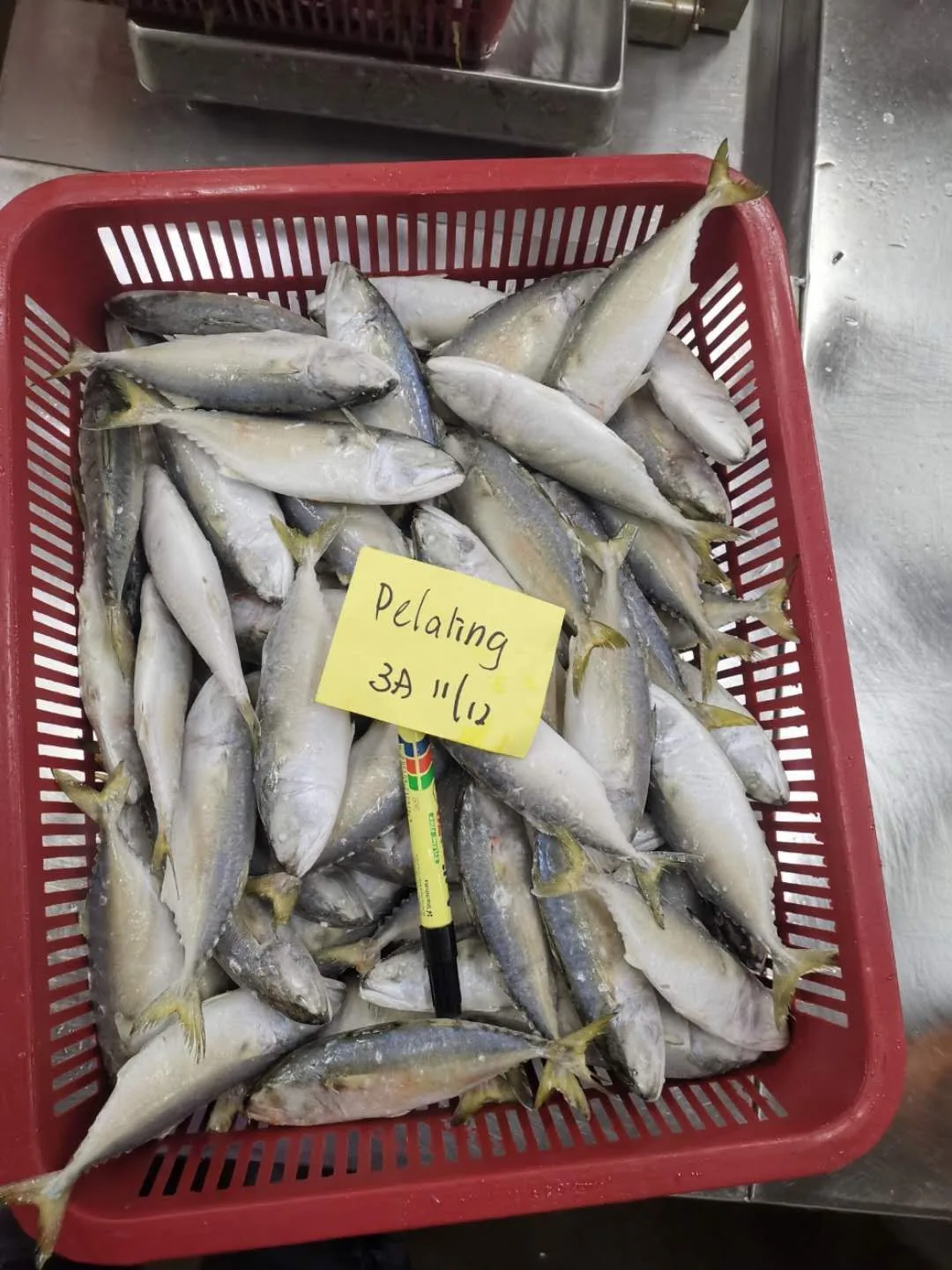 Frozen Whole Round Short Bodied Mackerel With IQF BQF Freezing Process For 24 Months Shelf Life