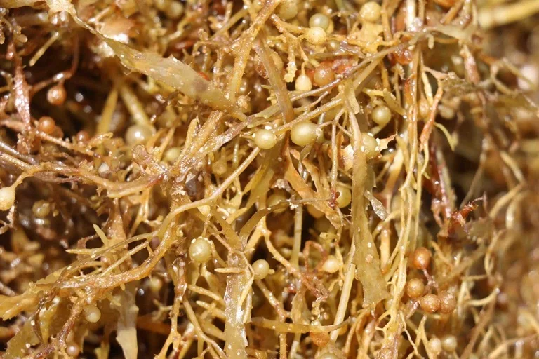  Сушеные водоросли саргассум по хорошей цене