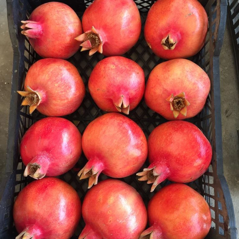 Fresh pomegranate Egypt