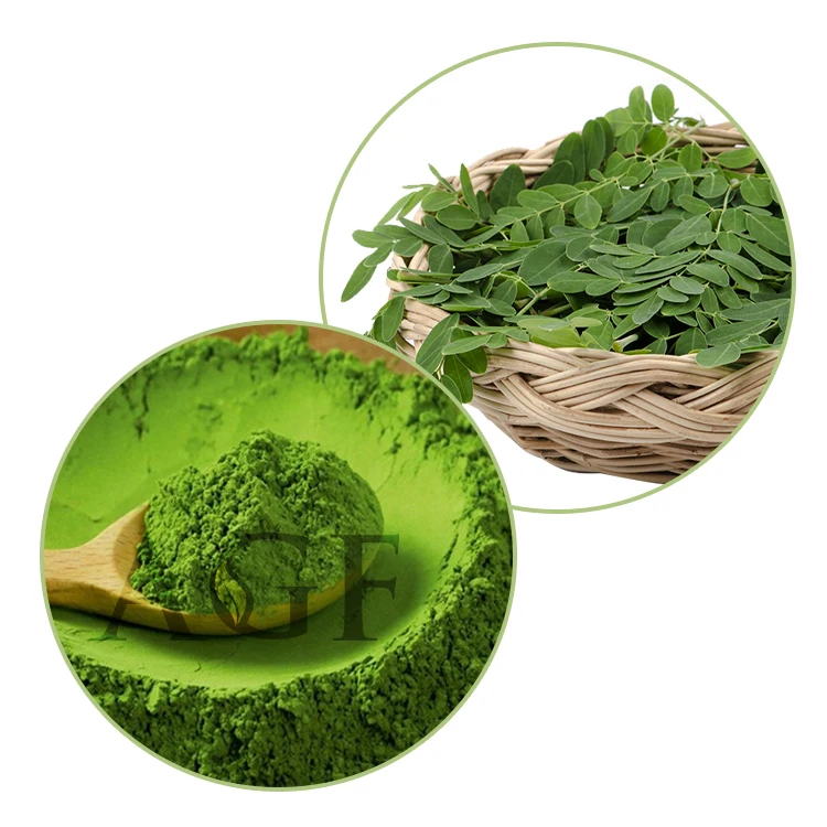Premium Quality Indian Origin Moringa Leaf Powder Manufacturer Bulk Organic Moringa Oleifera Powder Best and Cheap Price