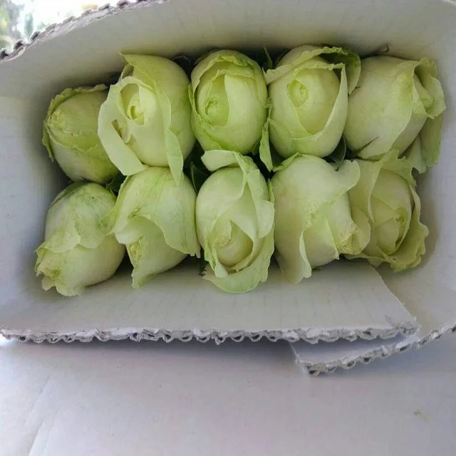 
Avalanche Roses At Wholesale Price 