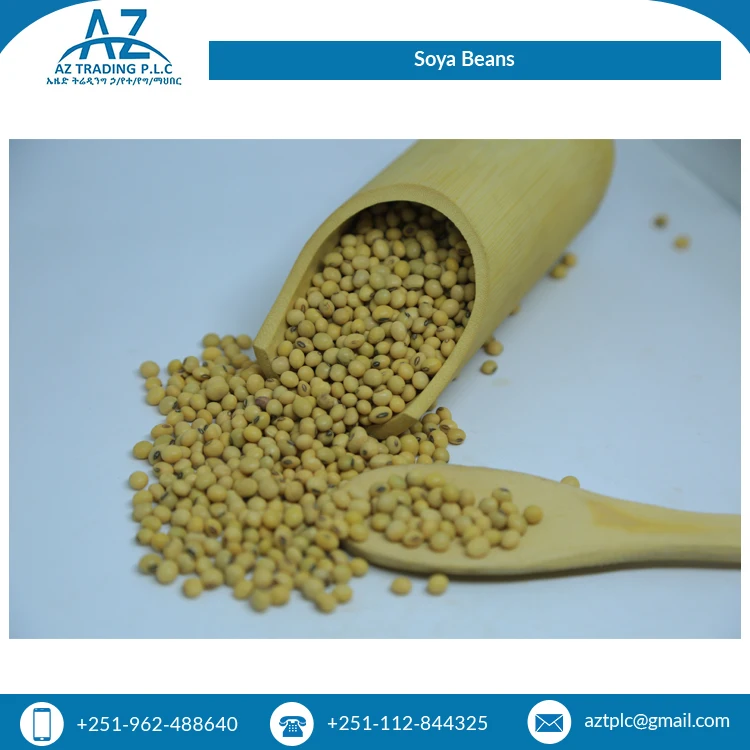 Свежая стильная Высококачественная соевая фасоль для обычного культивирования ручная сборка эфиопийский крем от надежного поставщика