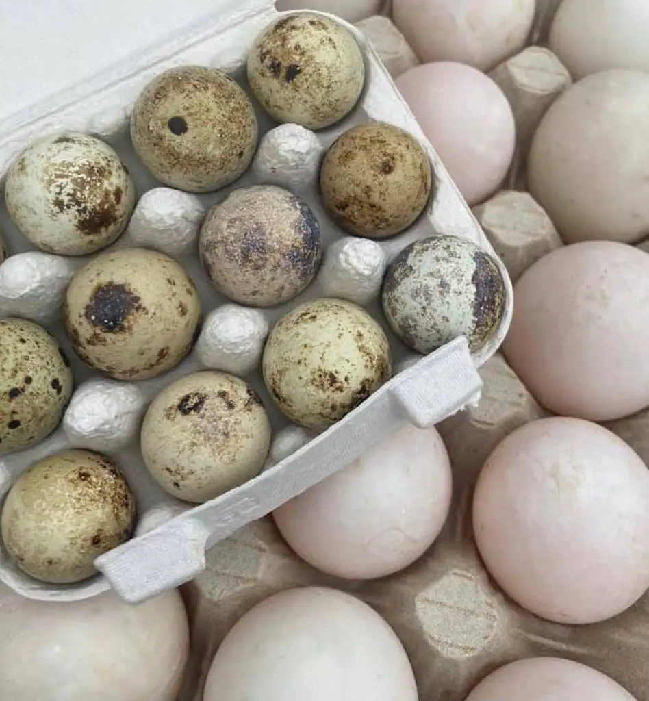 Buy now Fertile quail egg for sale