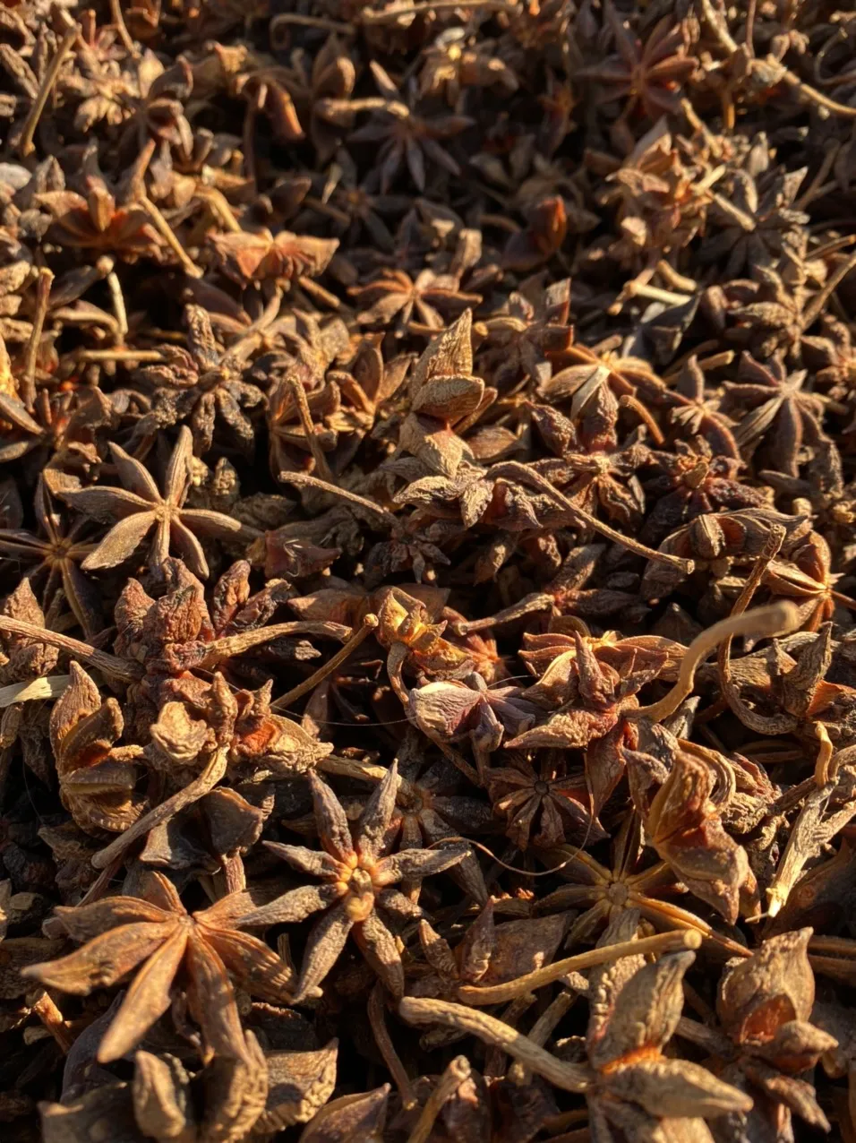 Star anise standard type/ Star Anise Spring crop in Vietnam natural color single original