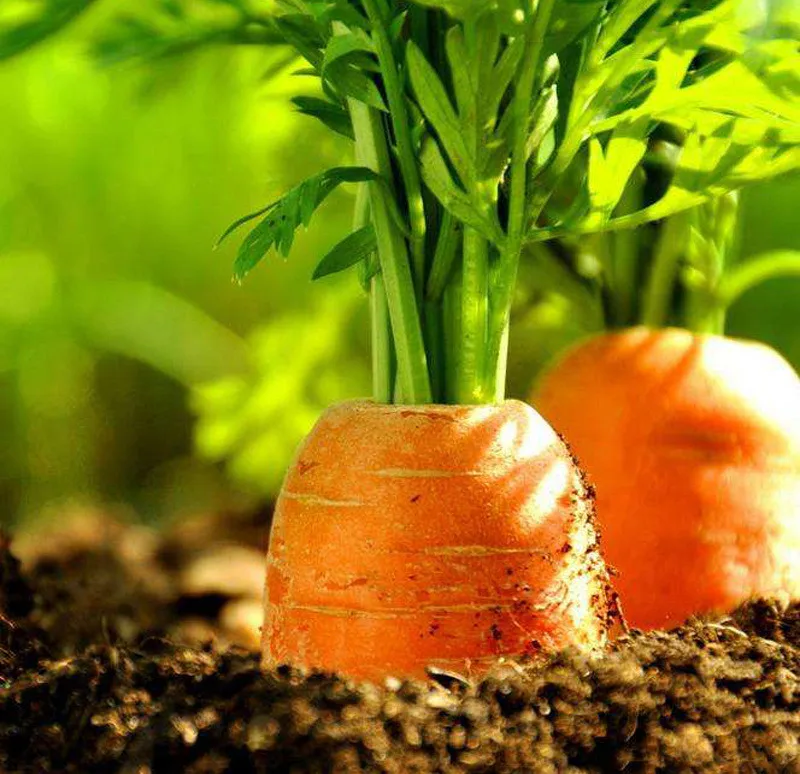 Оптовая продажа морковь свежая высокое качество от