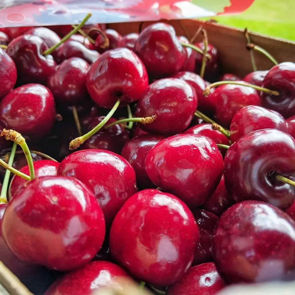 Fresh Cherries
