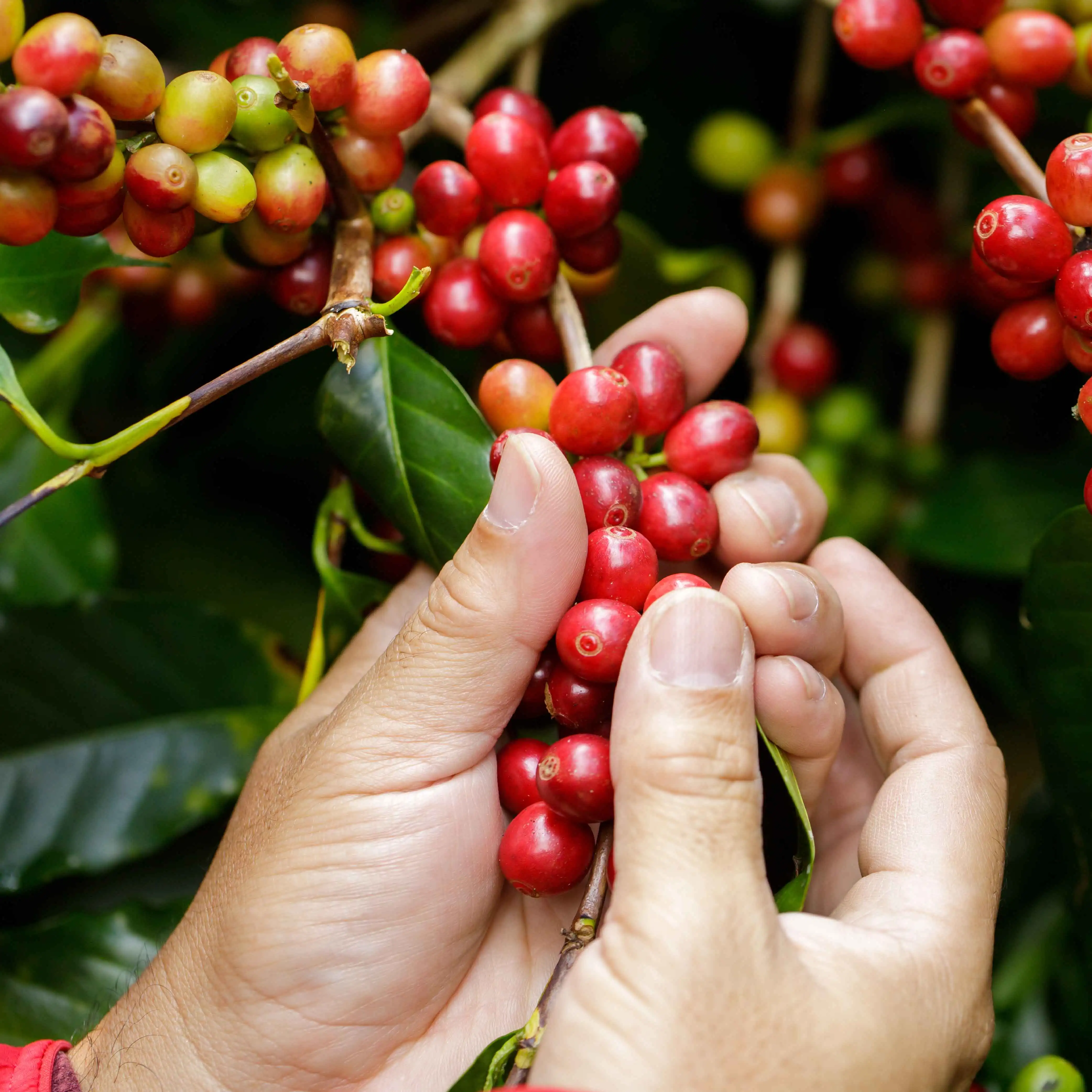 Светлый обжаренный кофе Cau Dat 500 г в упаковке/Arabica