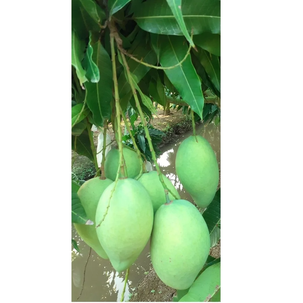 Super Delicious Organic Natural Mild Sweet Green Yellow Tropical Ripe Cat Hoa Loc Mango Fruit exported from Vietnam