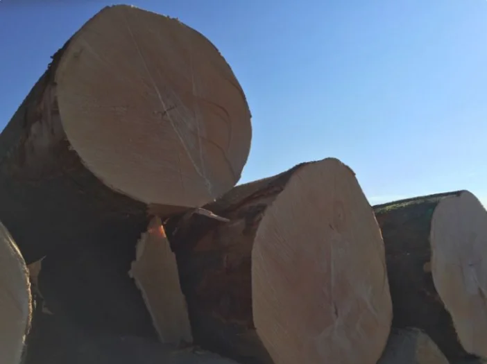 European Beech Log and Lumbers for sale