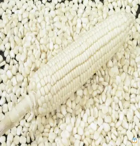 Top Quality White Corn(White Maize)