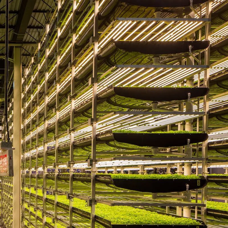 Aluminum Body LED Grow Light Strip for Indoor Hydroponic Farming Samsung & LM301H Chips 100W-240W Spectrum Red CCT Veg Plant