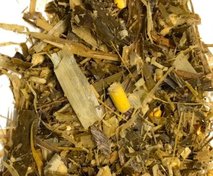 Animal feed corn silage Vietnam / maize silage Vietnam