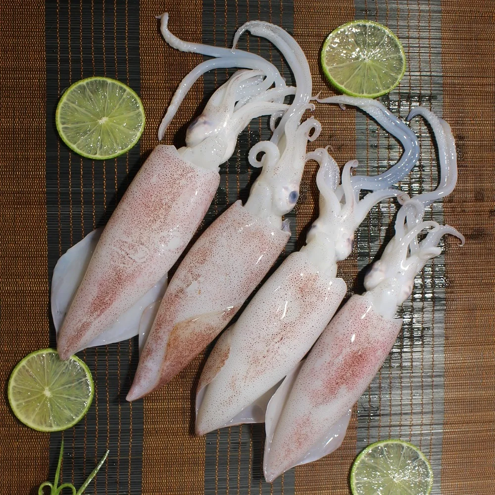 
Fresh High Quality Packaging Bag or Tray Squid Whole Round and Squid Tube and Squid Head 