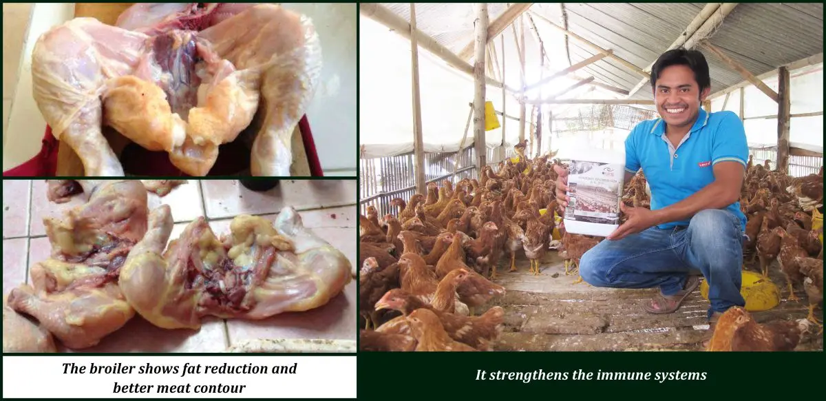 
Liquid Bio Organics Probiotics and Vitamin Premix for Broilers and Poultries 2Ltrs 