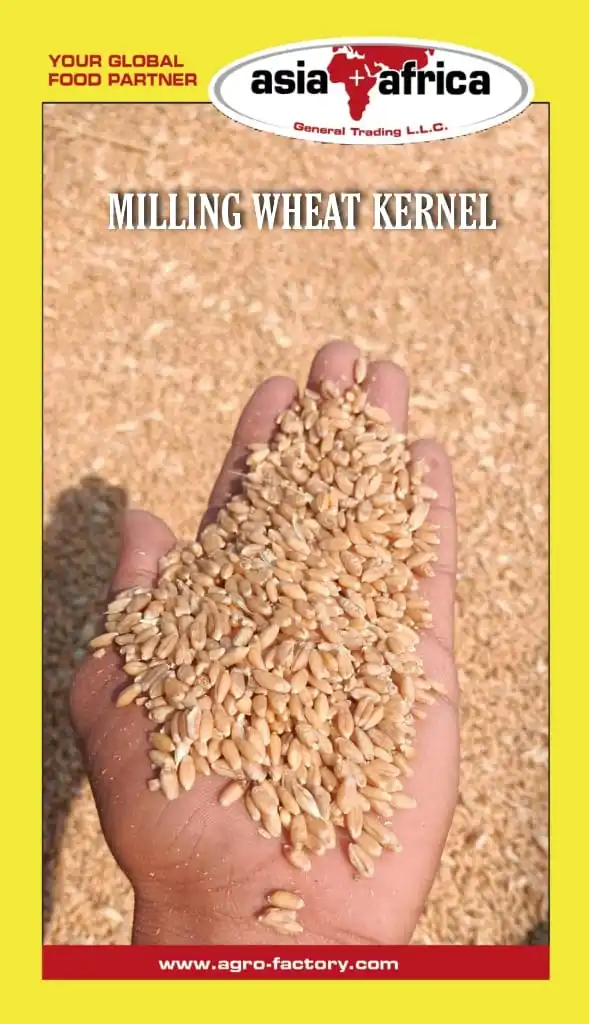 Milling Wheat Kernel.jpg