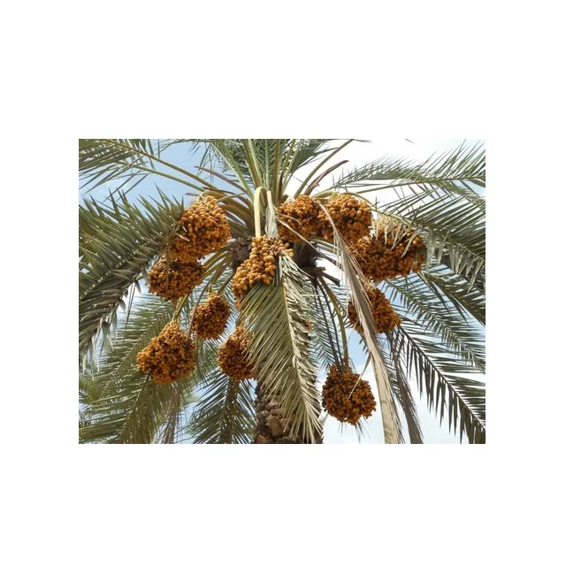 Tissue cultured date palm Ajwa Dates Seedlings Agri-Horti