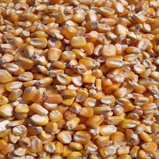 Animal Feed Yellow Maize Poultry Feed