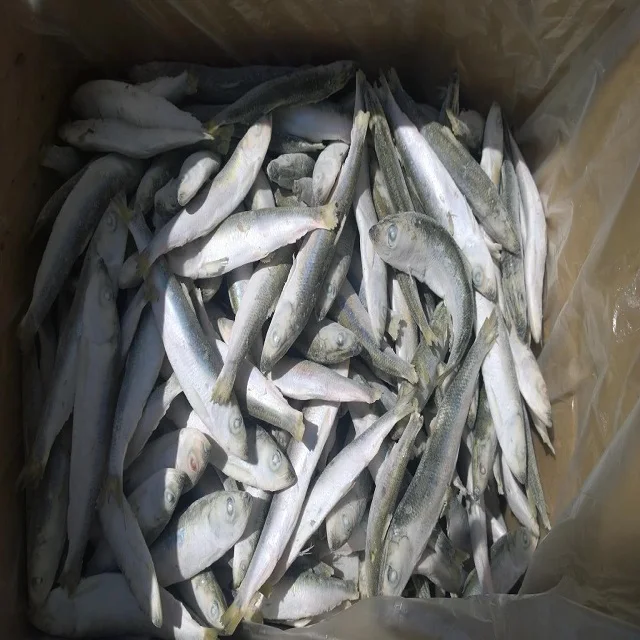 
SEA FROZEN PACIFIC HERRING WHOLE 