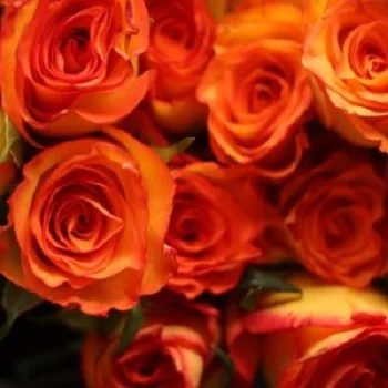 
Good Quality Royal Circus Rose Orange Cut Flower 