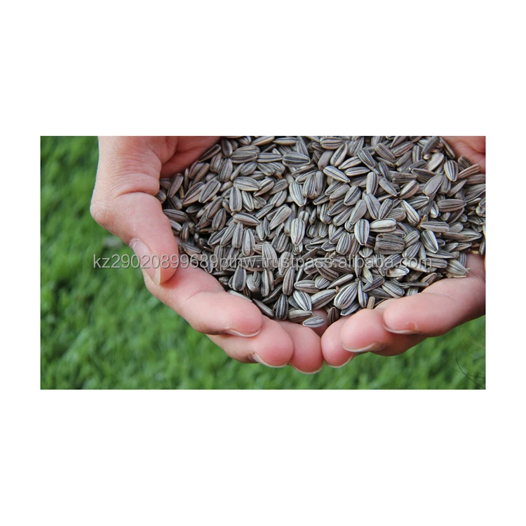 Ecologically clean product sunflower seeds grown without the use of GMOs healthy saturated with fatty acids sunflower